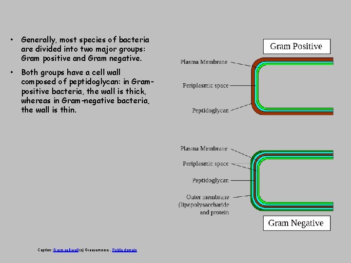  • Generally, most species of bacteria are divided into two major groups: Gram