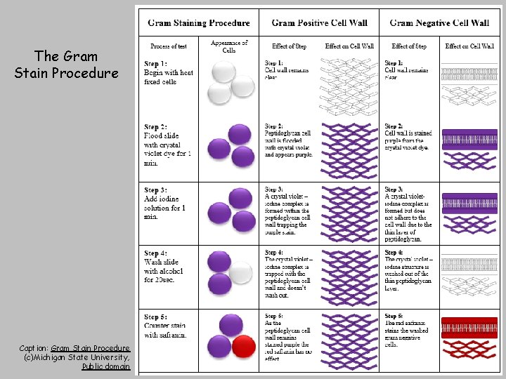 The Gram Stain Procedure Caption: Gram Stain Procedure (c)Michigan State University, Public domain 