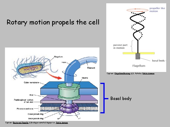 Rotary motion propels the cell Caption: Flagellum-Beating (c)L. Kohidai, Public domain Basal body Caption: