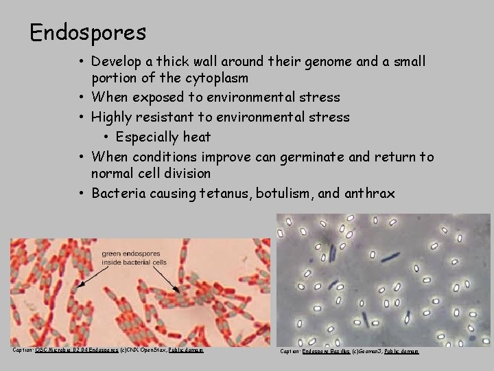 Endospores • Develop a thick wall around their genome and a small portion of