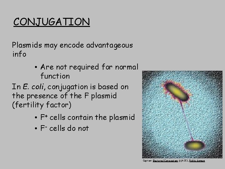 CONJUGATION Plasmids may encode advantageous info • Are not required for normal function In