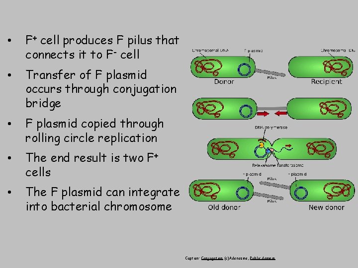  • F+ cell produces F pilus that connects it to F- cell •