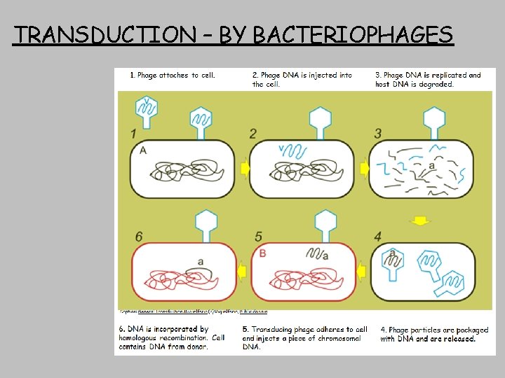 TRANSDUCTION – BY BACTERIOPHAGES 
