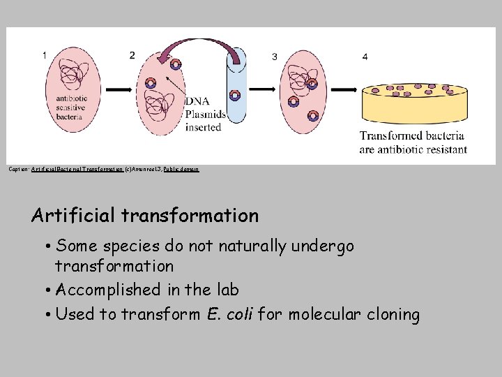 Caption: Artificial Bacterial Transformation (c)Amunroe 13, Public domain Artificial transformation • Some species do