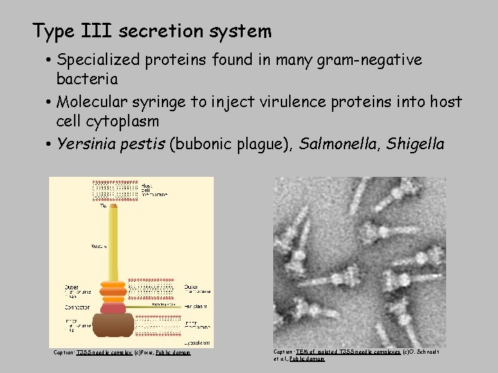 Type III secretion system • Specialized proteins found in many gram-negative bacteria • Molecular