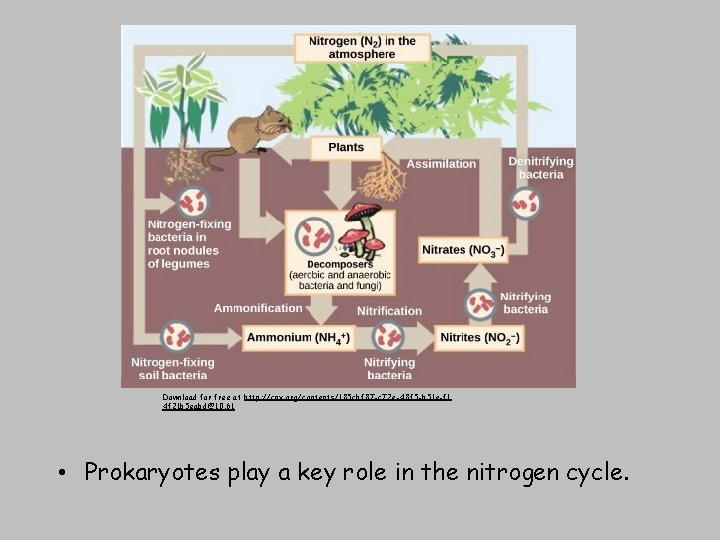 Download for free at http: //cnx. org/contents/185 cbf 87 -c 72 e-48 f 5