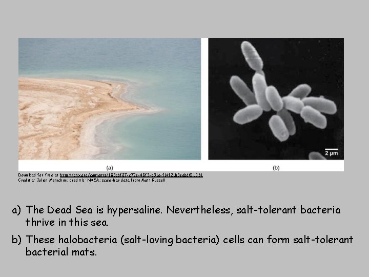 Download for free at http: //cnx. org/contents/185 cbf 87 -c 72 e-48 f 5