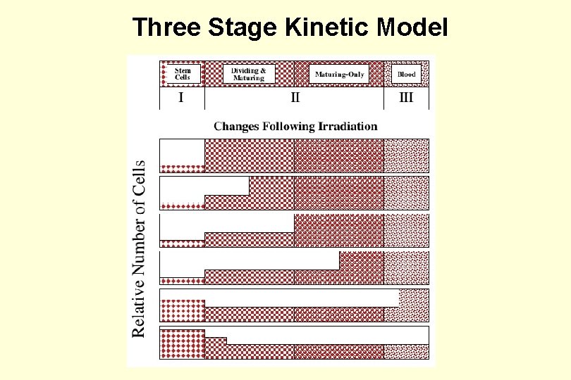 Three Stage Kinetic Model 