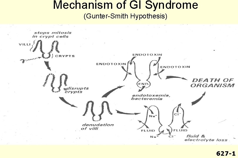Mechanism of GI Syndrome (Gunter-Smith Hypothesis) 627 -1 