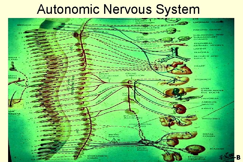Autonomic Nervous System 49 -B 