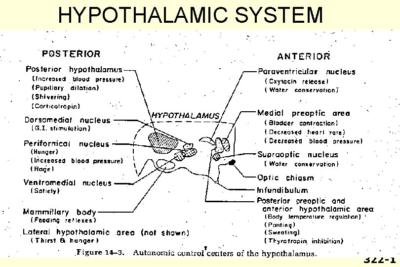 HYPOTHALAMIC SYSTEM 322 -1 