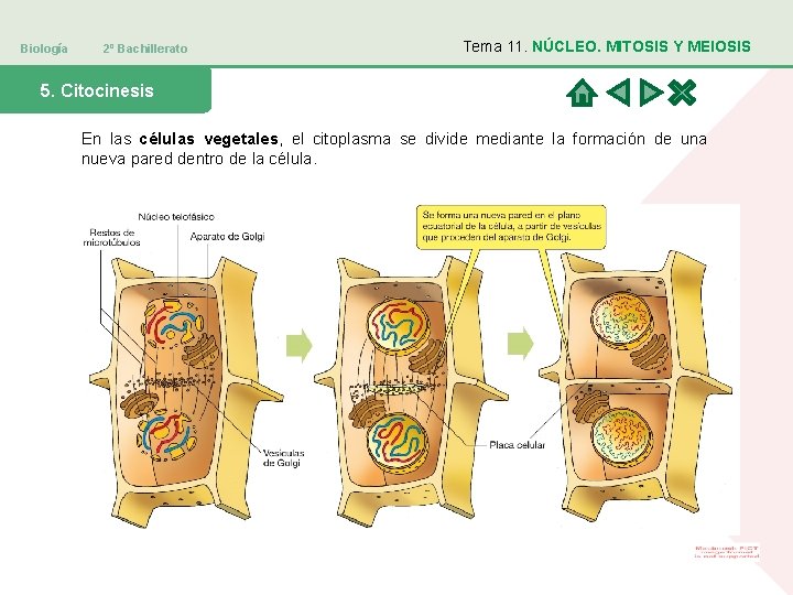 Biología 2º Bachillerato Tema 11. NÚCLEO. MITOSIS Y MEIOSIS 5. Citocinesis En las células