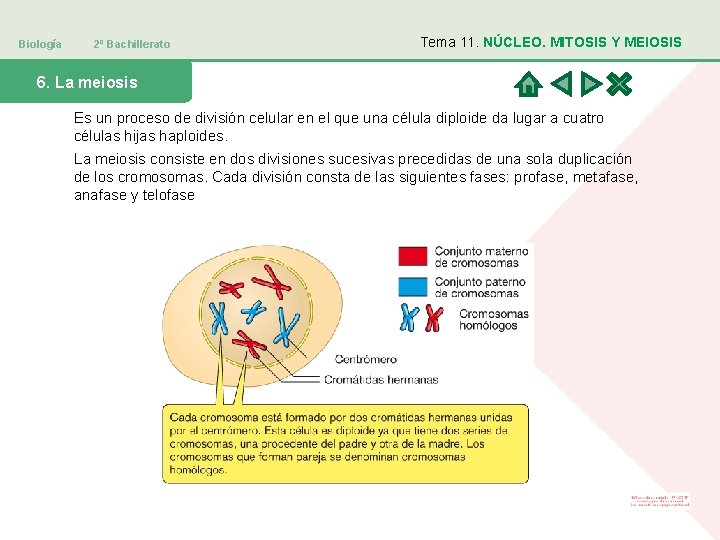 Biología 2º Bachillerato Tema 11. NÚCLEO. MITOSIS Y MEIOSIS 6. La meiosis Es un