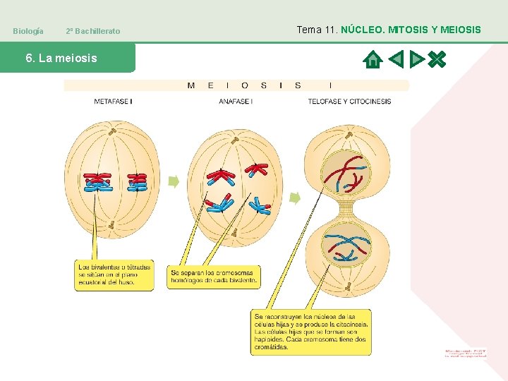 Biología 2º Bachillerato 6. La meiosis Tema 11. NÚCLEO. MITOSIS Y MEIOSIS 