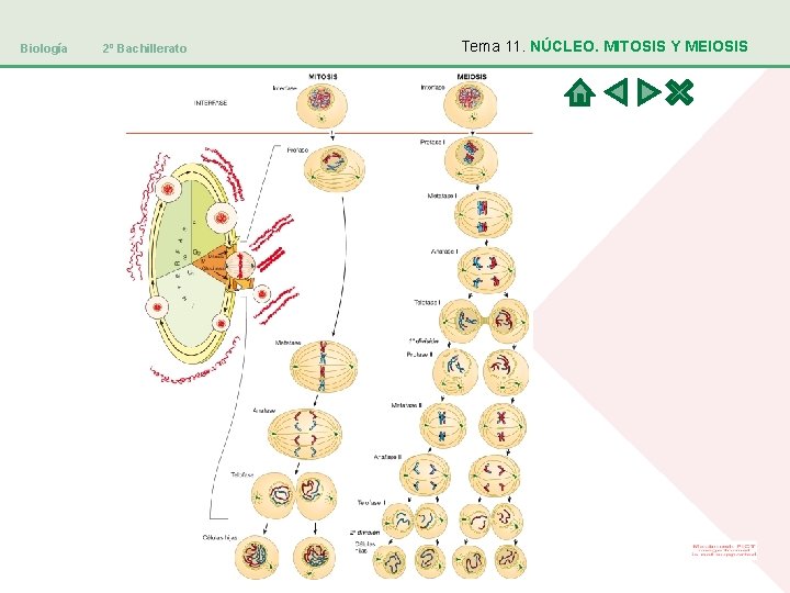 Biología 2º Bachillerato Tema 11. NÚCLEO. MITOSIS Y MEIOSIS 