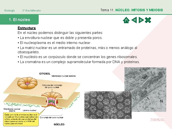 Biología 2º Bachillerato Tema 11. NÚCLEO. MITOSIS Y MEIOSIS 1. El núcleo Estructura En