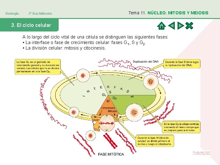 Biología 2º Bachillerato Tema 11. NÚCLEO. MITOSIS Y MEIOSIS 3. El ciclo celular A