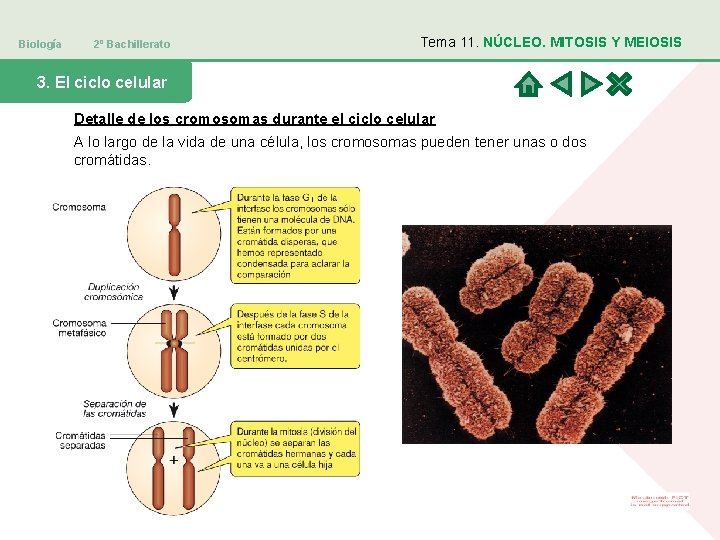Biología 2º Bachillerato Tema 11. NÚCLEO. MITOSIS Y MEIOSIS 3. El ciclo celular Detalle