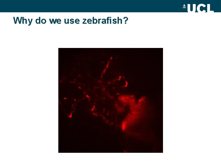 Why do we use zebrafish? 