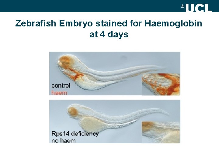 Zebrafish Embryo stained for Haemoglobin at 4 days 