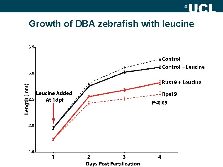 Growth of DBA zebrafish with leucine 