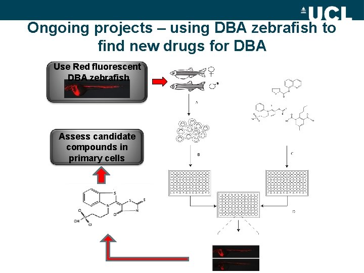 Ongoing projects – using DBA zebrafish to find new drugs for DBA Use Red