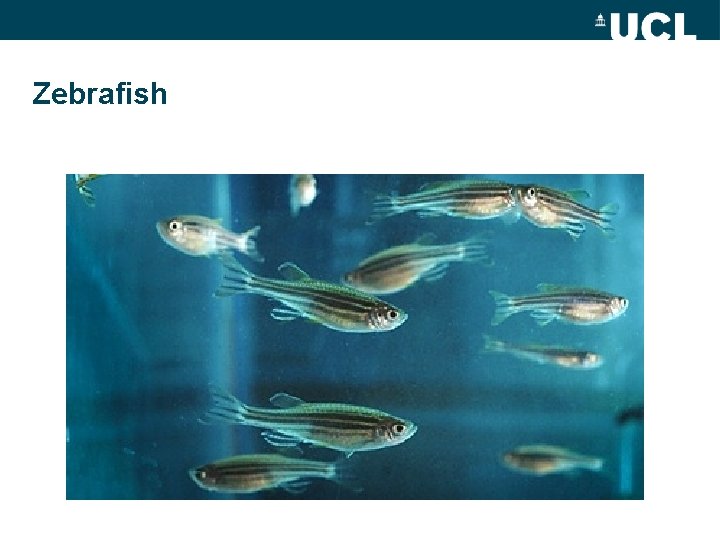 Zebrafish 