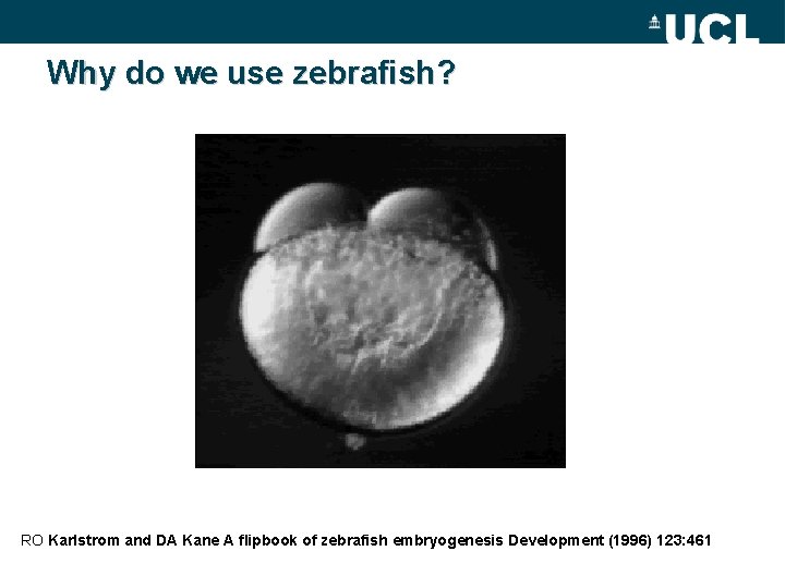 Why do we use zebrafish? RO Karlstrom and DA Kane A flipbook of zebrafish