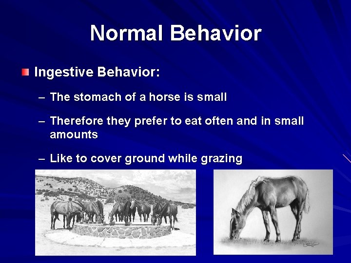Normal Behavior Ingestive Behavior: – The stomach of a horse is small – Therefore