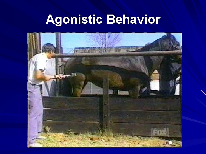 Agonistic Behavior 