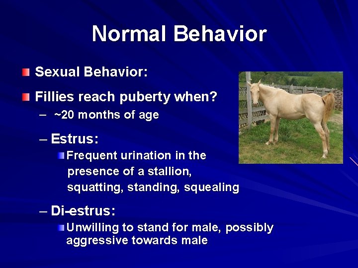 Normal Behavior Sexual Behavior: Fillies reach puberty when? – ~20 months of age –