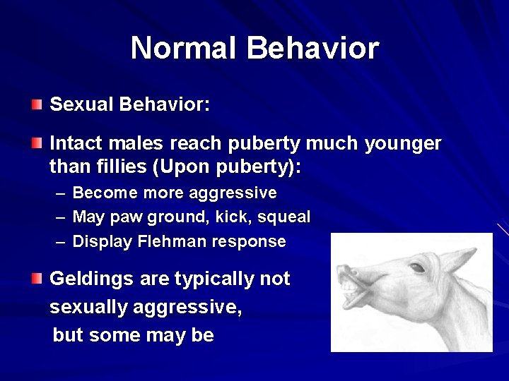 Normal Behavior Sexual Behavior: Intact males reach puberty much younger than fillies (Upon puberty):
