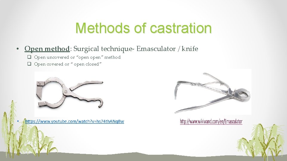 Methods of castration • Open method: Surgical technique- Emasculator / knife q Open uncovered