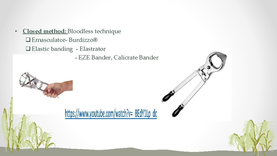  • Closed method: Bloodless technique q Emasculator- Burdizzo® q Elastic banding - Elastrator