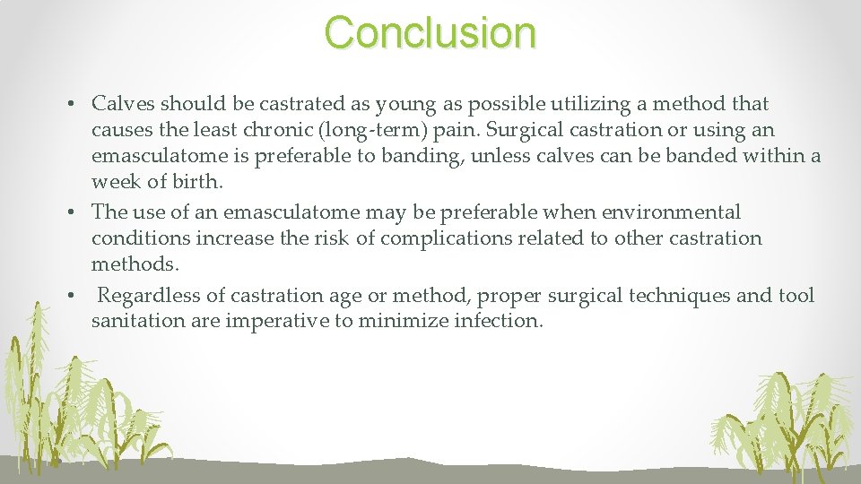 Conclusion • Calves should be castrated as young as possible utilizing a method that