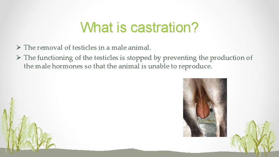 What is castration? Ø The removal of testicles in a male animal. Ø The