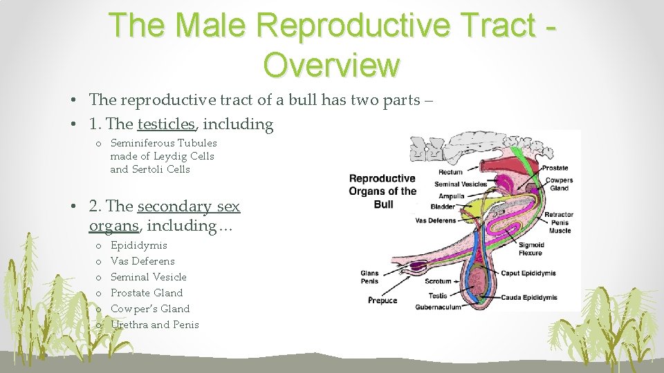 The Male Reproductive Tract Overview • The reproductive tract of a bull has two