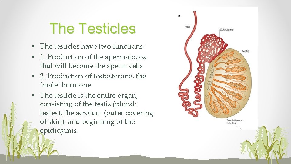 The Testicles • The testicles have two functions: • 1. Production of the spermatozoa