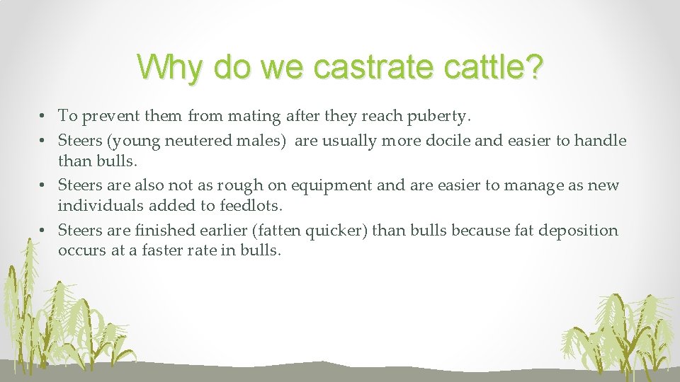 Why do we castrate cattle? • To prevent them from mating after they reach