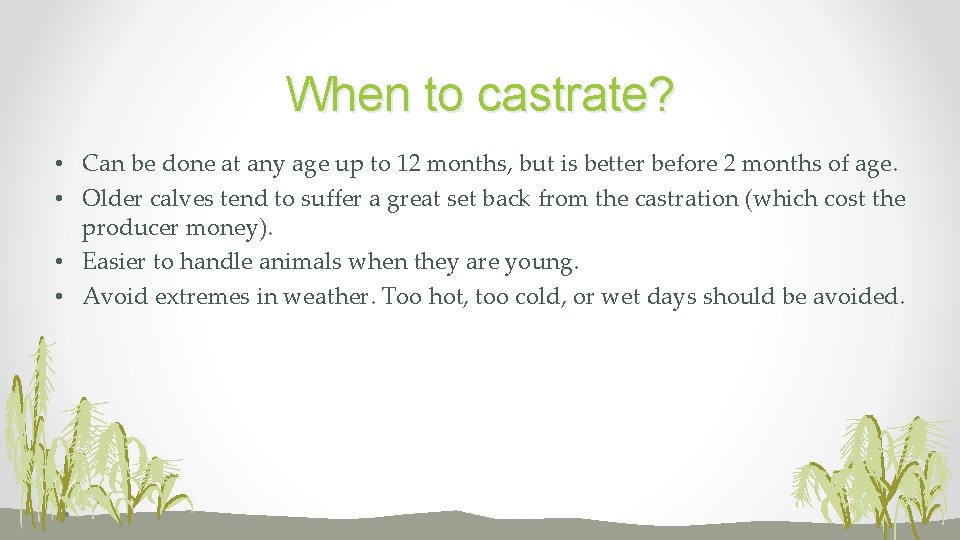 When to castrate? • Can be done at any age up to 12 months,