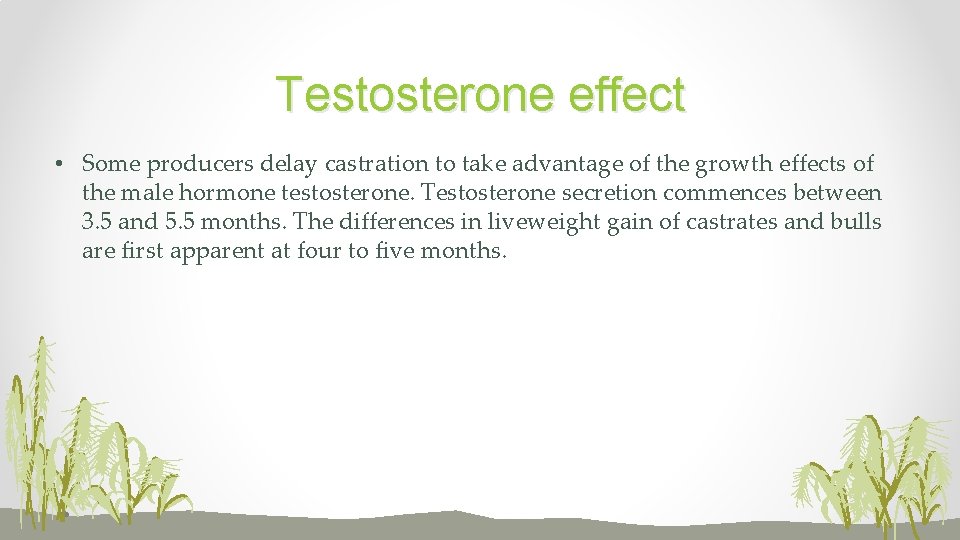 Testosterone effect • Some producers delay castration to take advantage of the growth effects