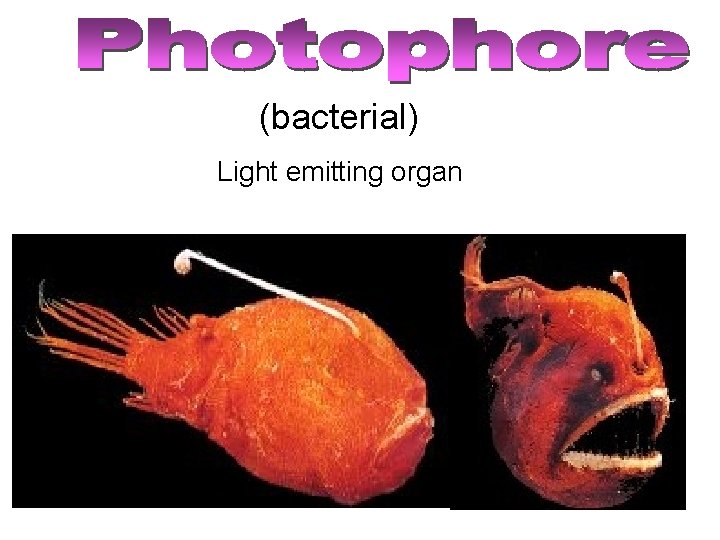(bacterial) Light emitting organ 