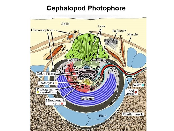 Cephalopod Photophore 