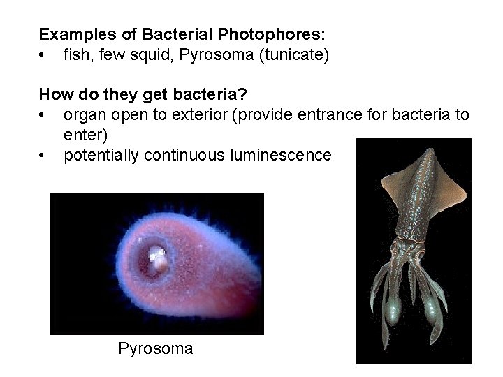 Examples of Bacterial Photophores: • fish, few squid, Pyrosoma (tunicate) How do they get