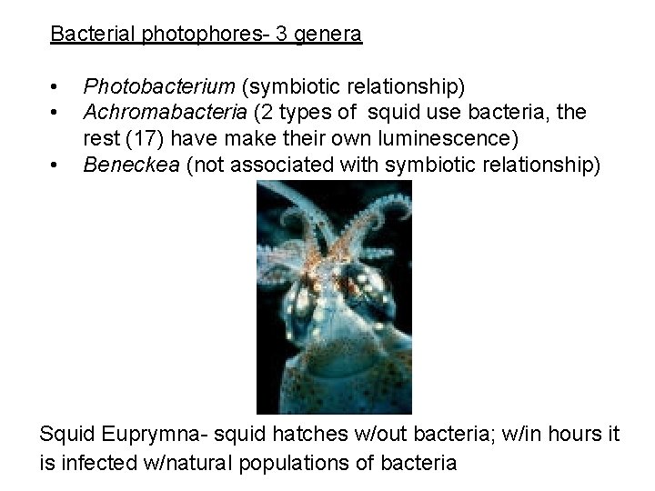 Bacterial photophores- 3 genera • • • Photobacterium (symbiotic relationship) Achromabacteria (2 types of