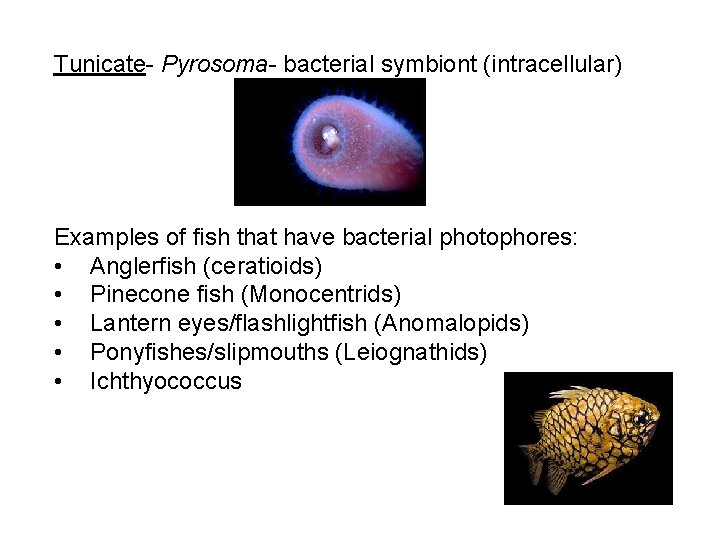 Tunicate- Pyrosoma- bacterial symbiont (intracellular) Examples of fish that have bacterial photophores: • Anglerfish