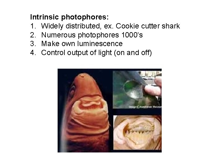 Intrinsic photophores: 1. Widely distributed, ex. Cookie cutter shark 2. Numerous photophores 1000’s 3.