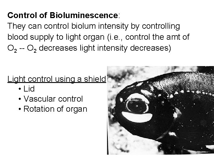 Control of Bioluminescence: They can control biolum intensity by controlling blood supply to light