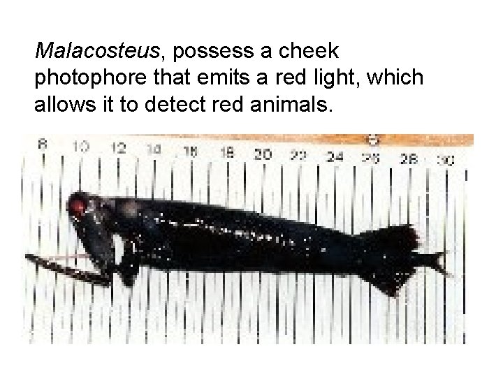 Malacosteus, possess a cheek photophore that emits a red light, which allows it to