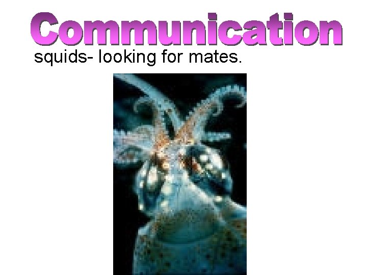 squids- looking for mates. 